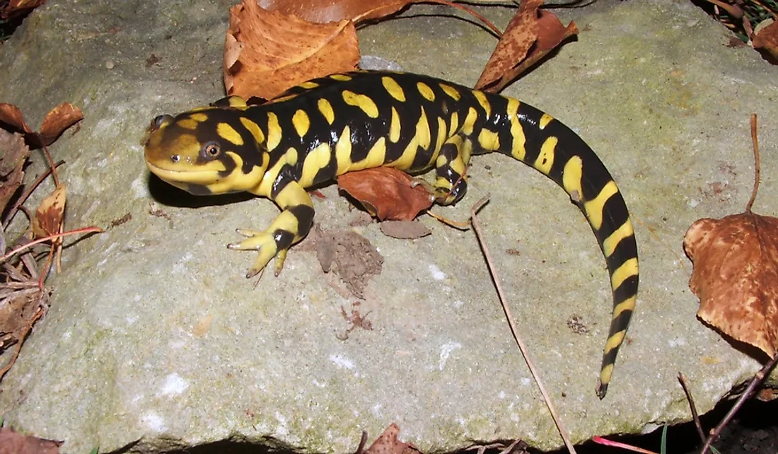 A barred tiger salamander on a rock.