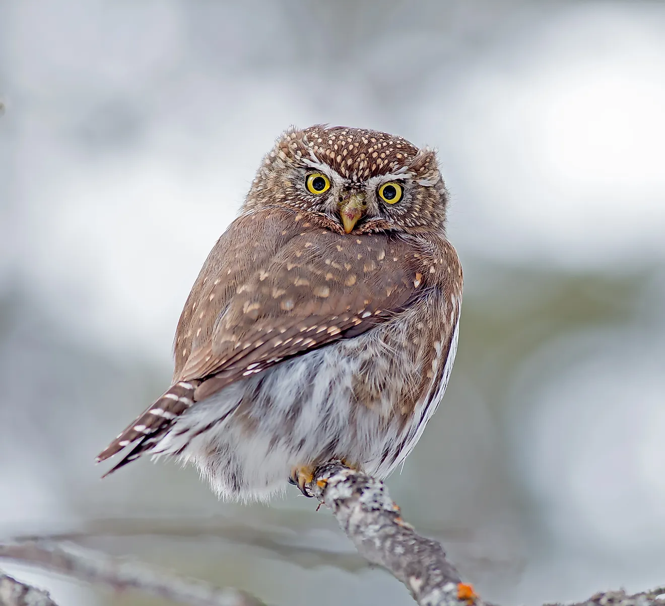 Northern Pygmy Owl Drawing