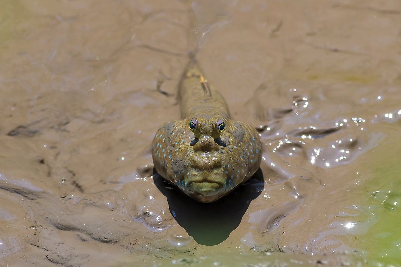 A giant mudskipper. Image credit: aDam Wildlife/Shutterstock.com