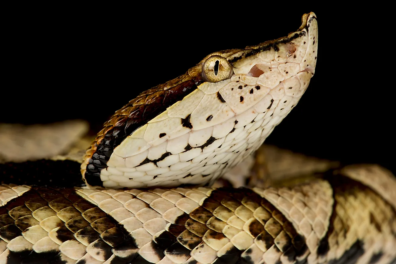 A sharp-nosed viper (Deinagkistrodon acutus)
