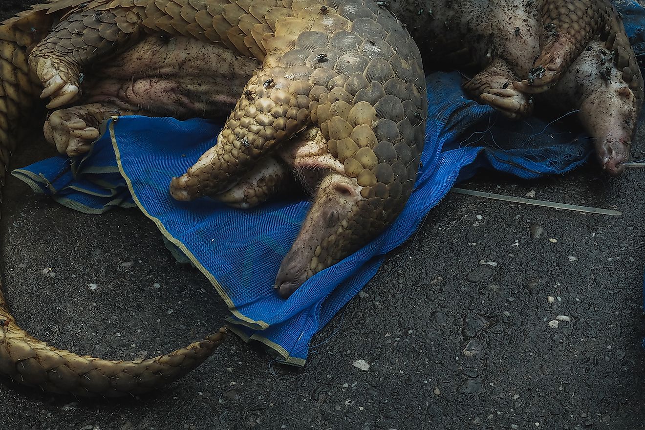 Indonesian officers examine a pangolin after a recent raid in Pekanbaru, Riau province on October 25, 2017. Image credit:  Afrianto Silalahi/Shutterstock.com