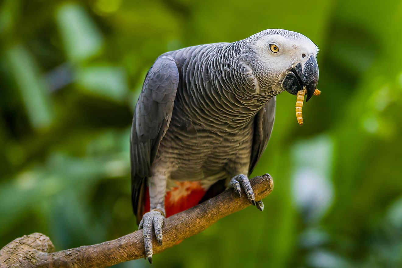 An African Gray Parrot