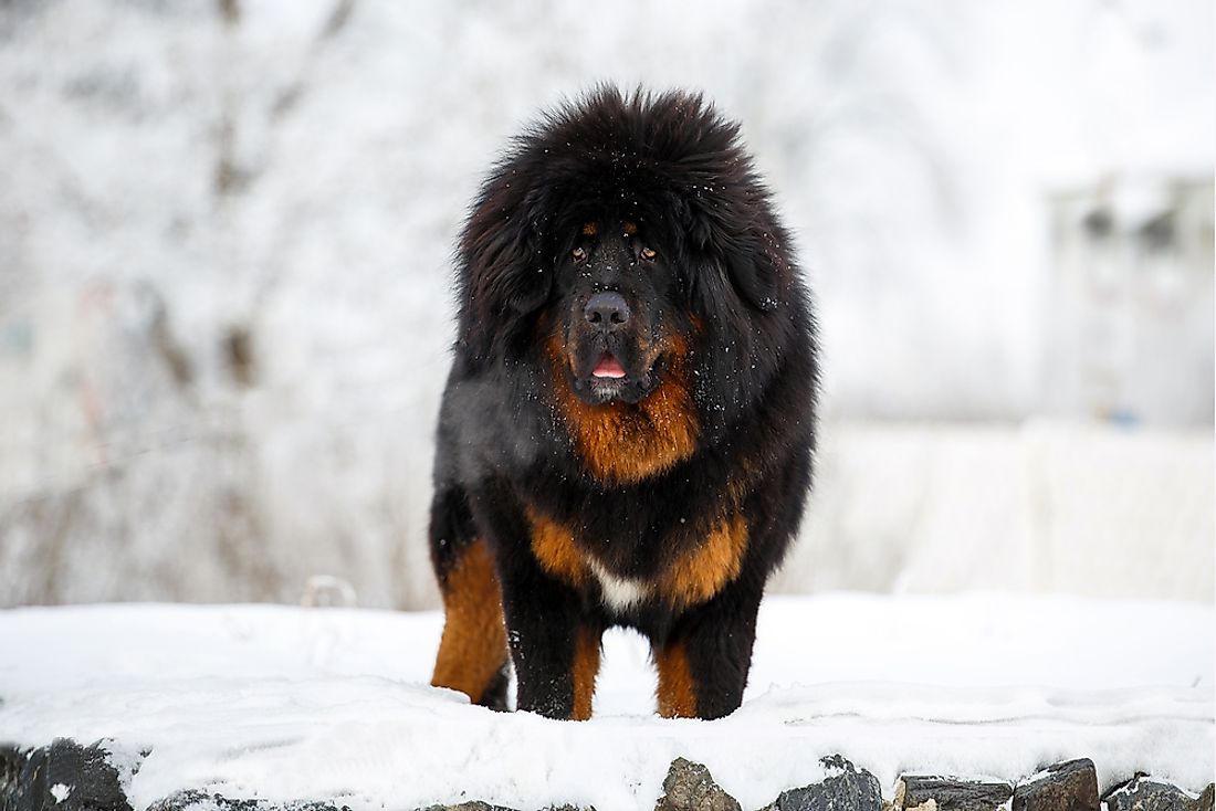 A Tibetan mastiff. 