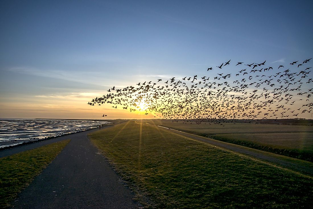 Geese migrating in the Netherlands. 