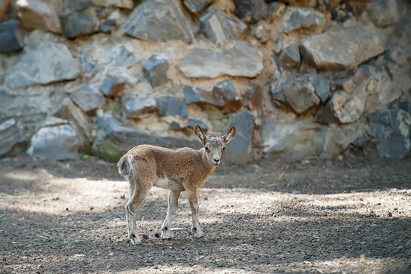 Siberian ibex (Capra sibirica), also Altai or Gobi ibex is found in the Gobi Desert. Image credit: Igor Pushkarev/Shutterstock.com