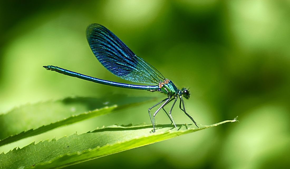Dragonflies are incredibly efficient hunters.