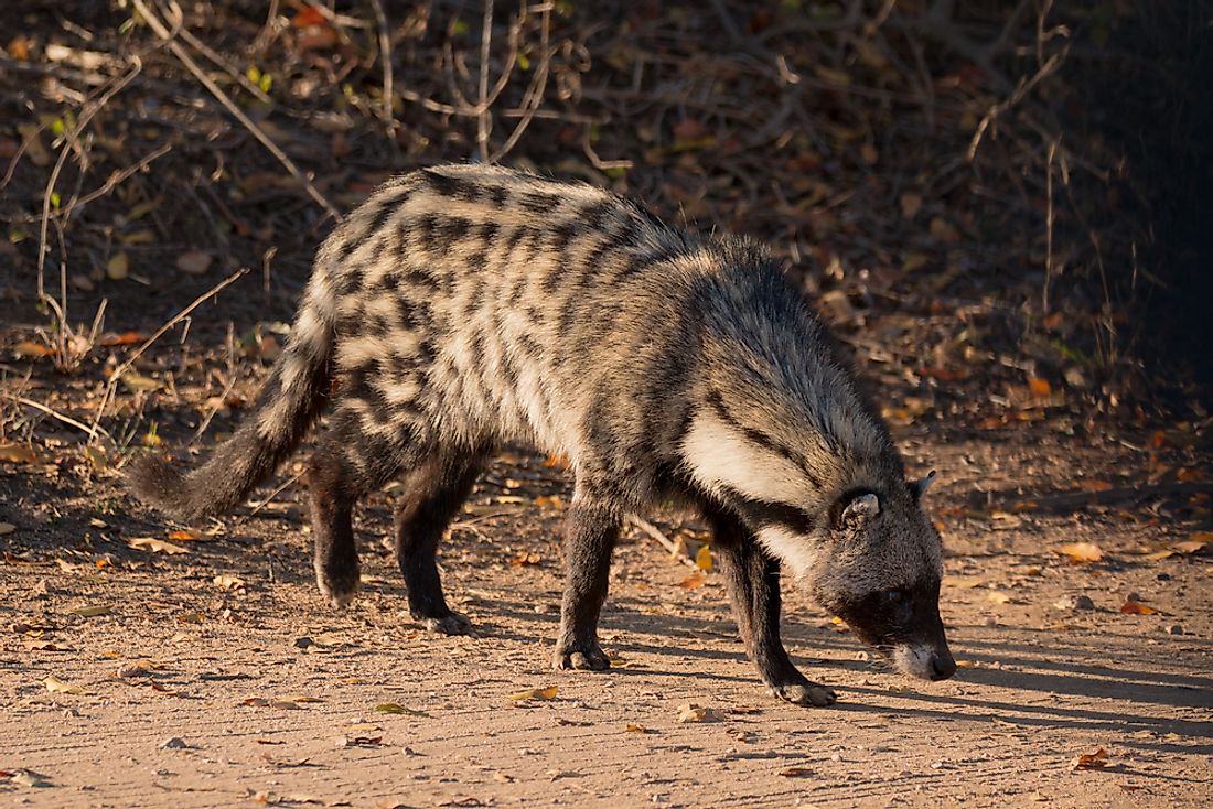 A civet in South Africa's Kruger National Park.