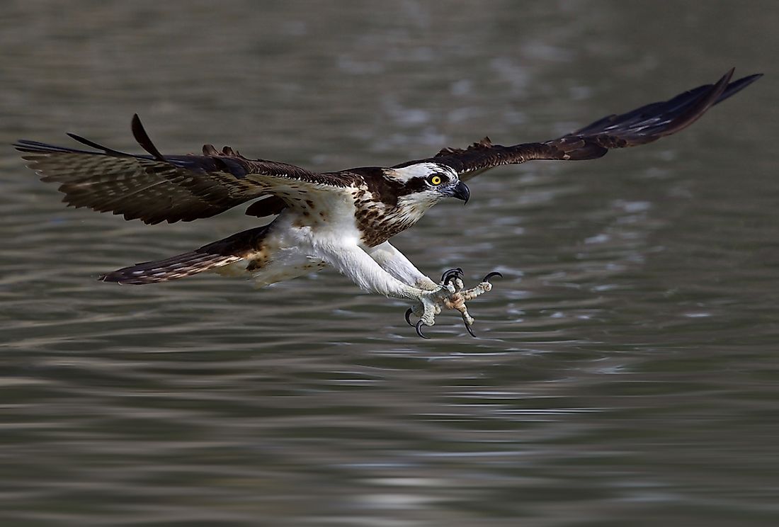 The western osprey can be found in Saudi Arabia. 