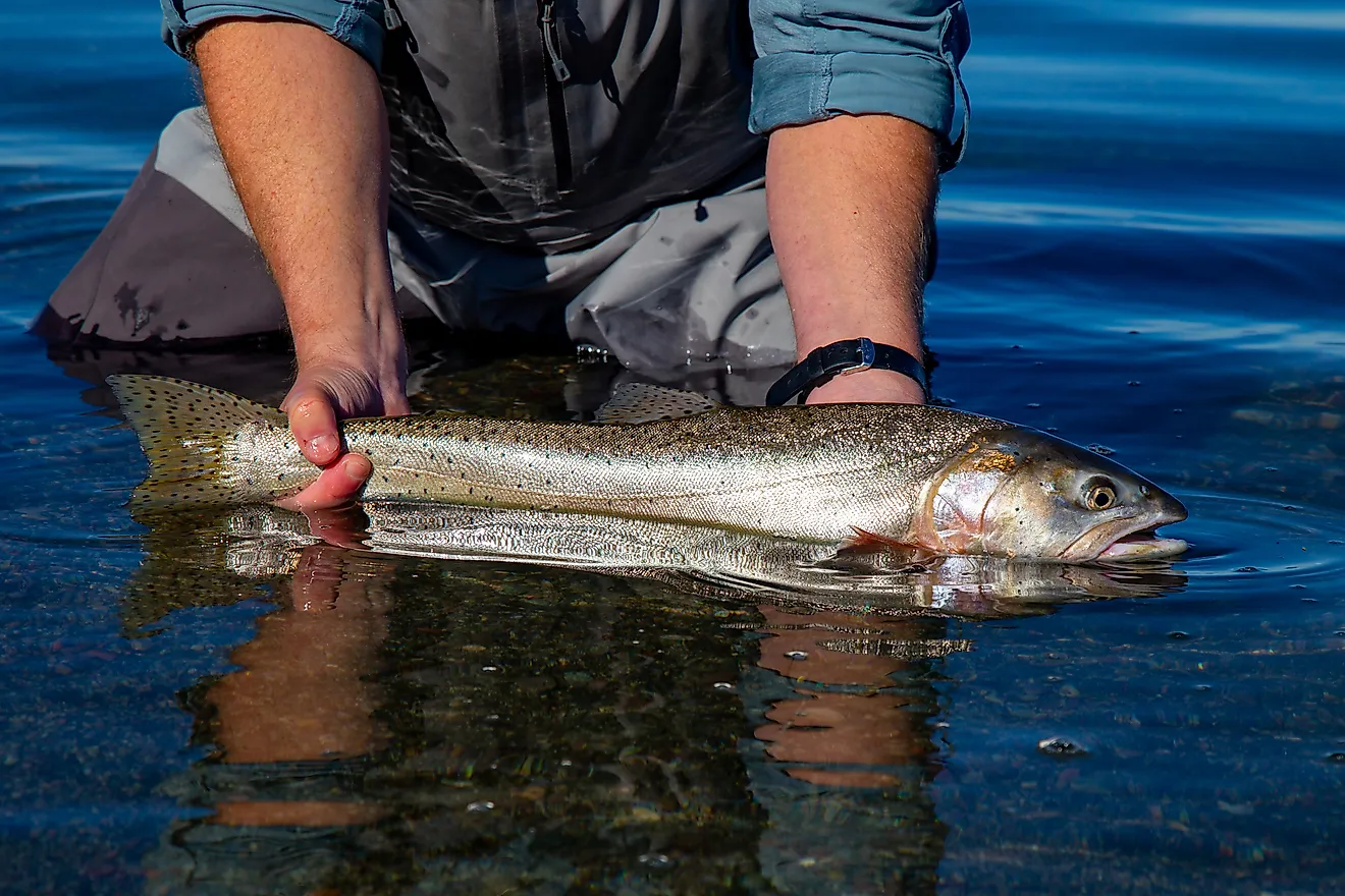 Wild Lahotan cutthroat trout caught and released in Pyramid Lake, Nevada,