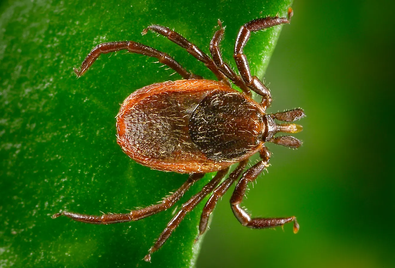 Adult female western blacklegged tick, Ixodes pacificus. Image credit CDC/ Dr. Amanda Loftis, Dr. William Nicholson, Dr. Will Reeves, Dr. Chris Paddock/ James Gathany, Public domain, via Wikimedia Commons