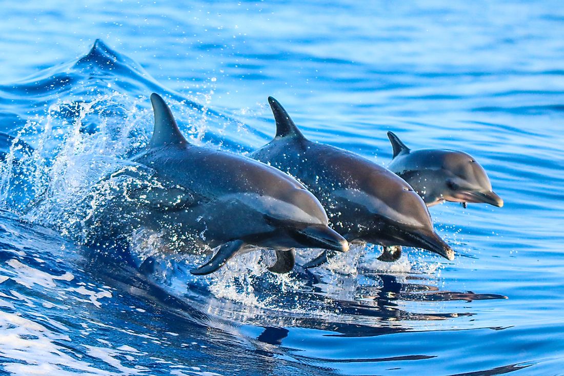 Dolphins in the wild in Hawaii. 