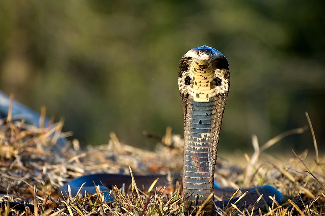 How Many Types Of Cobras Are There? Which Species Are Most Venomous? -  WorldAtlas