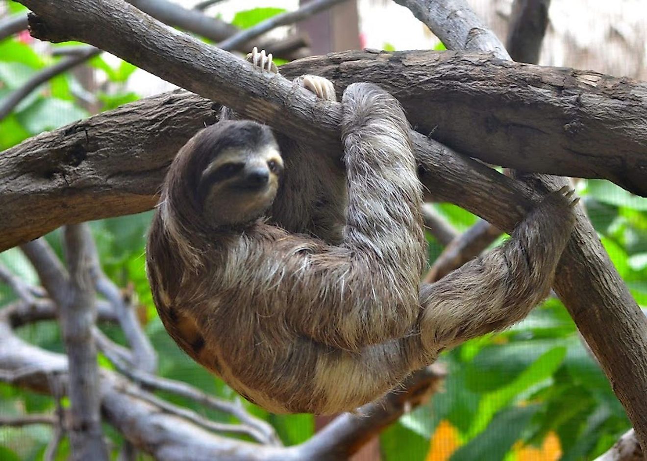 Sloths spend most of their time clinging to trees. Image credit: Pexels.com