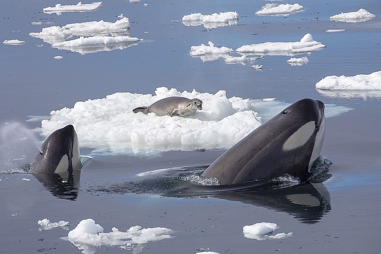 This photograph was taken off the Graham Coast, Antarctica from aboard the National Geographic Explorer on January 3, 2018. It captures one moment during a two-hour encounter between four cooperatively hunting orcas and a crabeater seal. The seal, known informally as "Kevin", survived the ordeal despite over three dozen attempts by the orcas to wash him off of various ice floes. Image credit: Callan Carpenter/Wikimedia.org