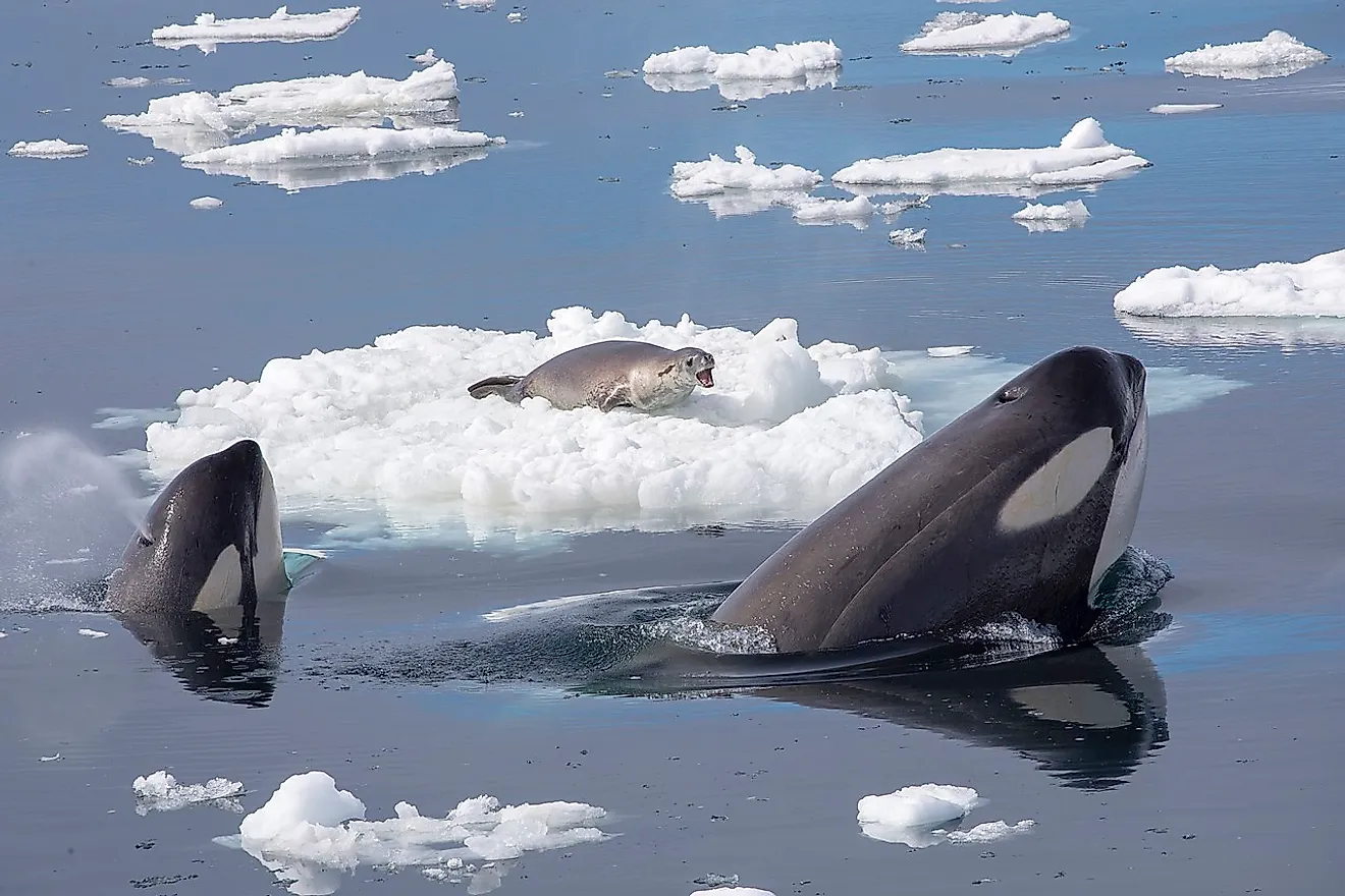 This photograph was taken off the Graham Coast, Antarctica from aboard the National Geographic Explorer on January 3, 2018. It captures one moment during a two-hour encounter between four cooperatively hunting orcas and a crabeater seal. The seal, known informally as "Kevin", survived the ordeal despite over three dozen attempts by the orcas to wash him off of various ice floes. Image credit: Callan Carpenter/Wikimedia.org