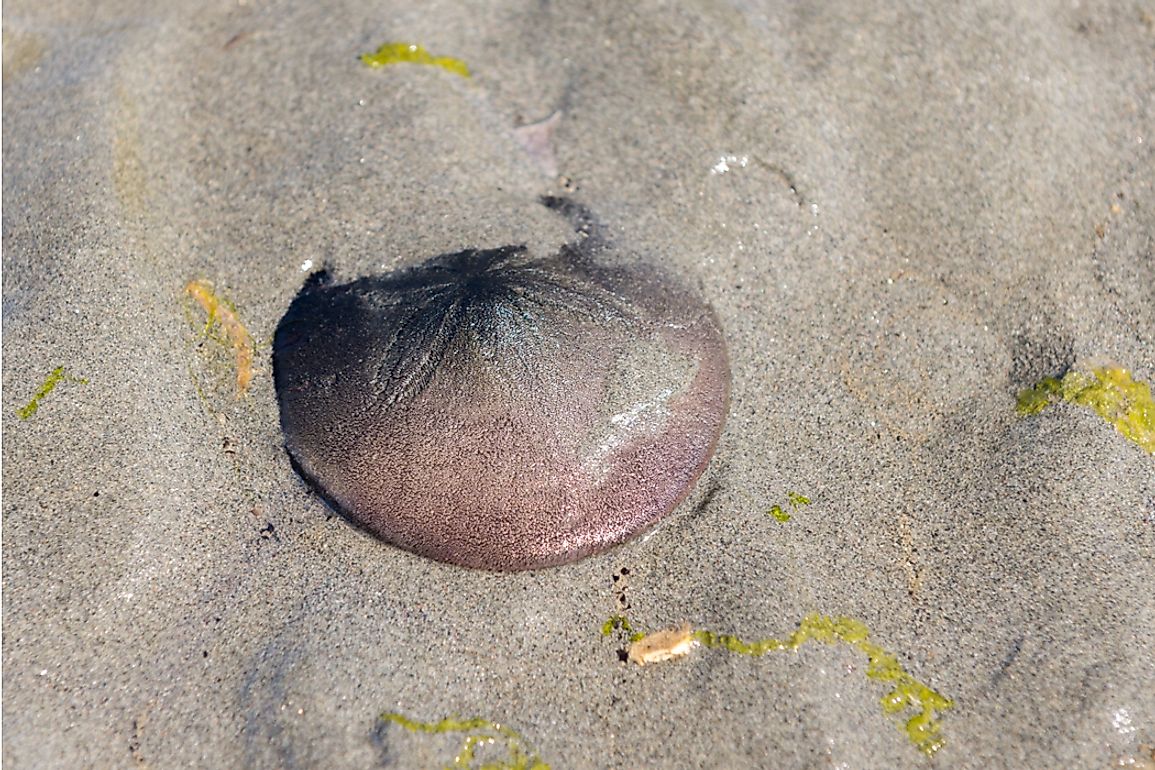 When alive, sand dollars are purple, not white. 