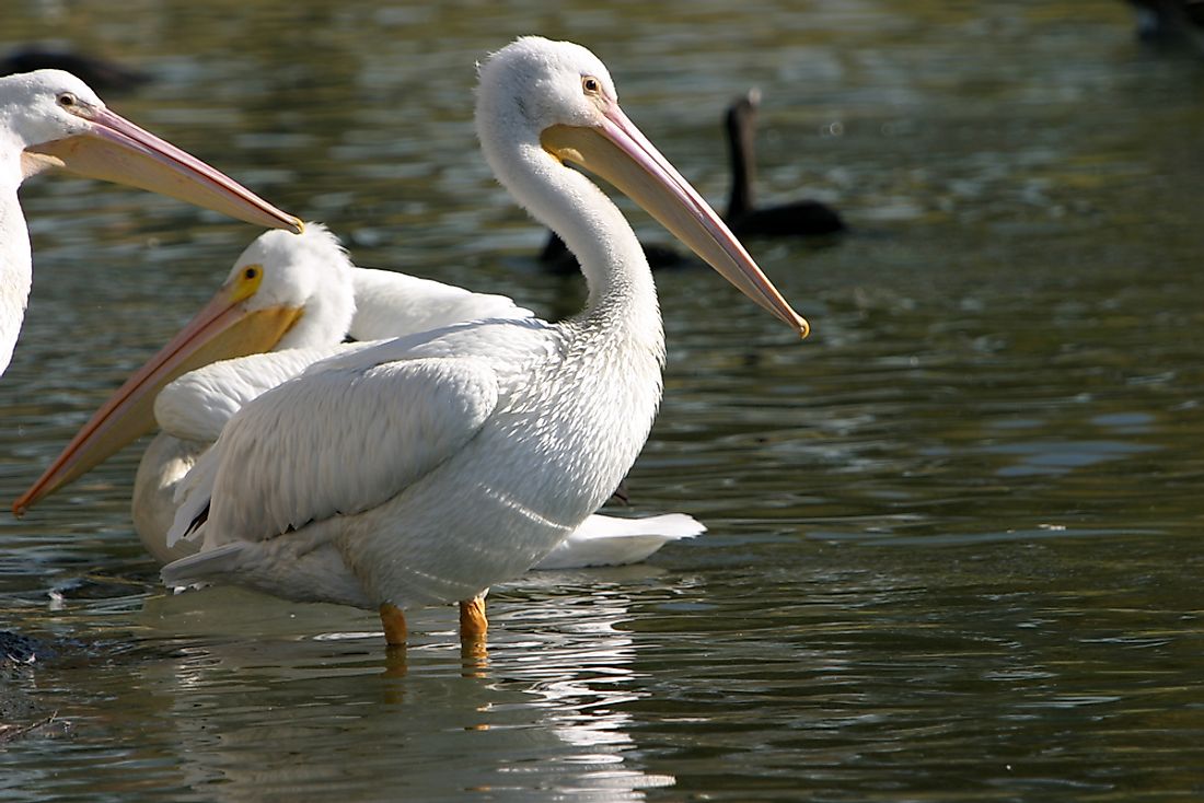 An American white pelican. 