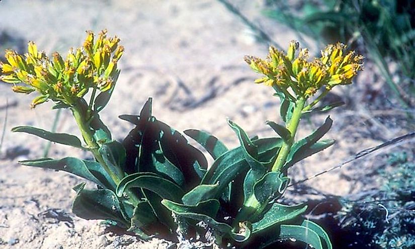 ​Desert Yellowhead​, a critically endangered plant species of the United States.