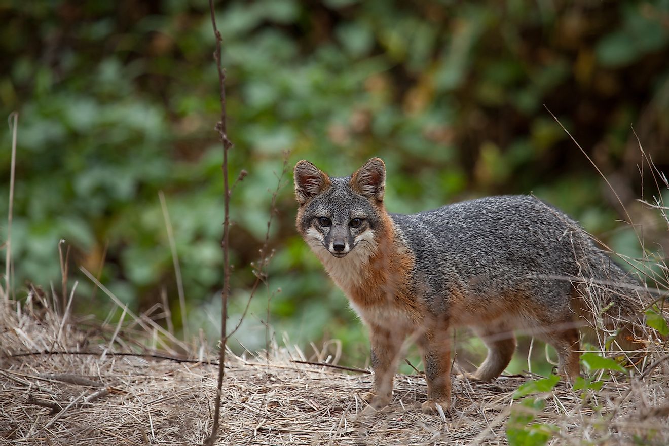 An endangered Island Fox from Channel Islands National Park. Image credit: Kyle T Perry/Shutterstock.com