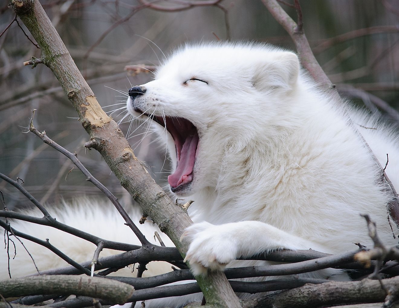 Don't go by its cute yawning face. The Arctic fox is a very skilled hunted. Image credit: Blanka Berankova/Shutterstock.com