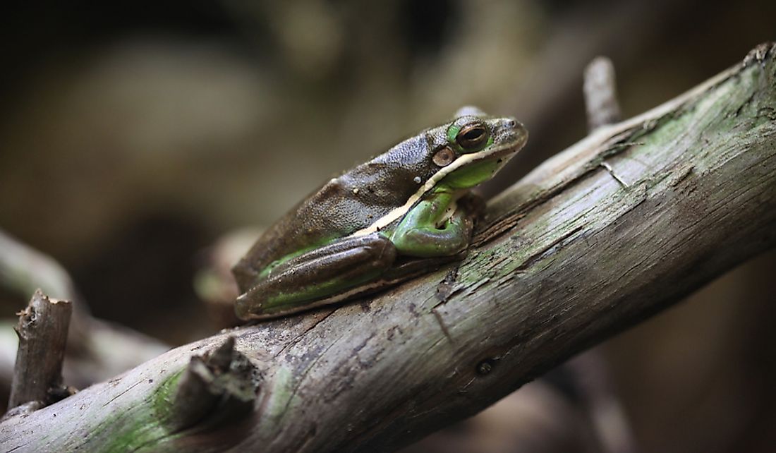 Green tree frogs spend a considerable amount of their time on trees.