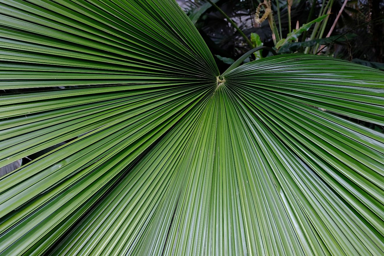 Johannesteijsmannia Altifrons