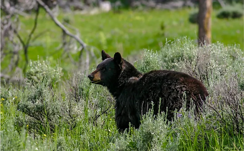 Wild black bear in Idaho.