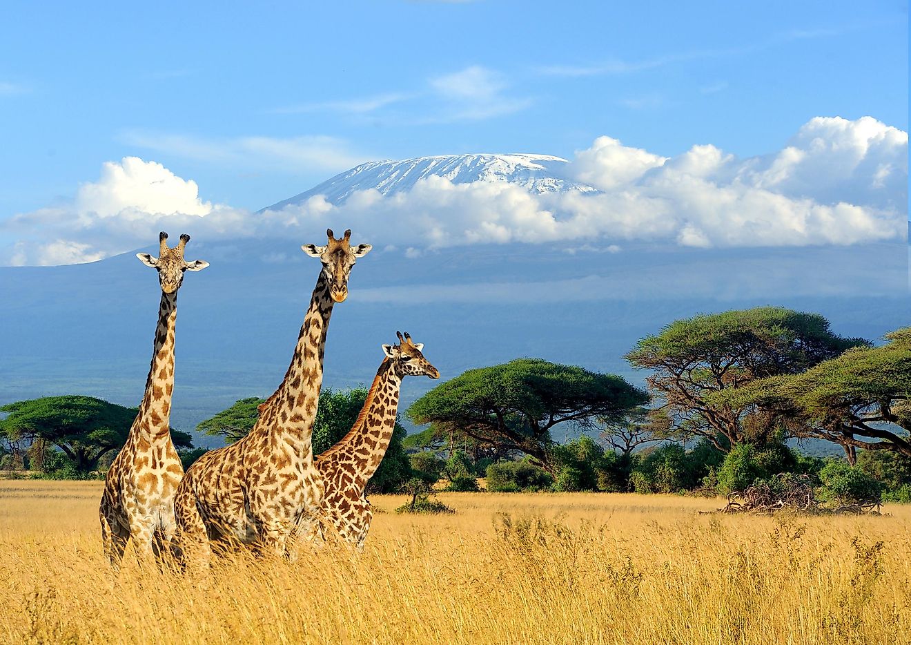 A giraffe is an example of a ruminant.