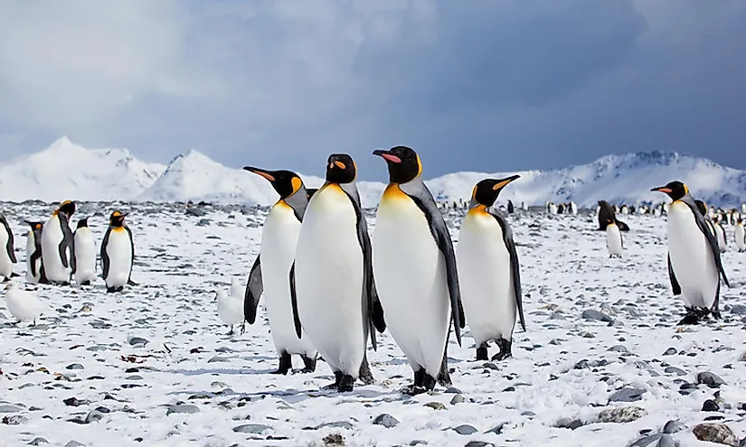 Seven species of penguins call the frozen continent their home.