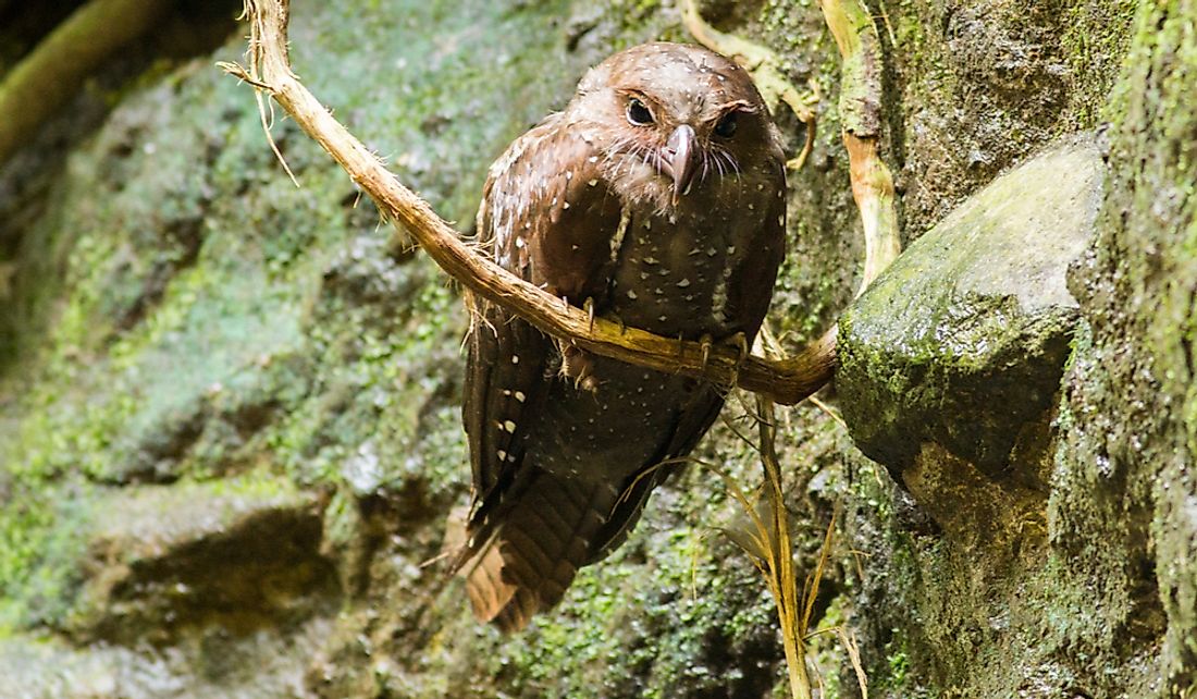 Oilbird perched on a branch in Ecuador.