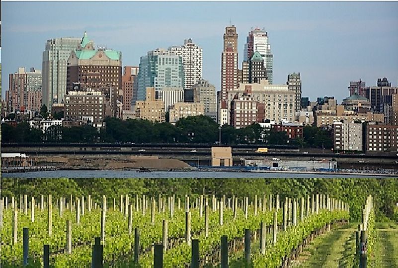 Rural vineyards in the east (bottom) contrast urban Brooklyn in the west (top) on Long Island.