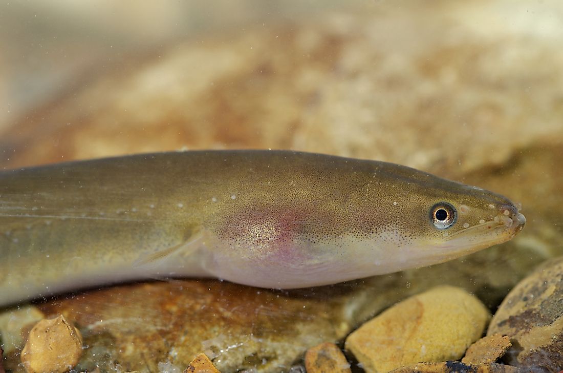 The European eel can be found in Libya 