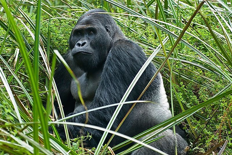 Male Grauer’s Gorilla with iconic "silver back", a sign of maturity.