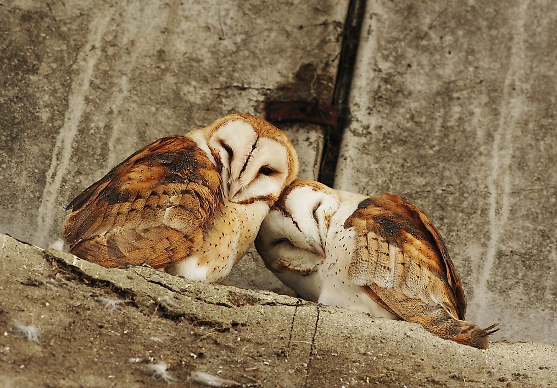 Barn Owls