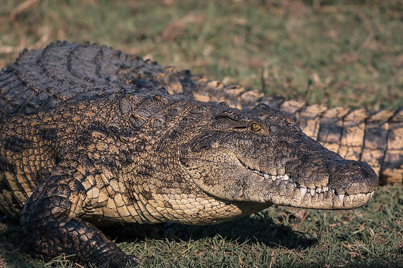 An American crocodile in a grassy field during daytime. 