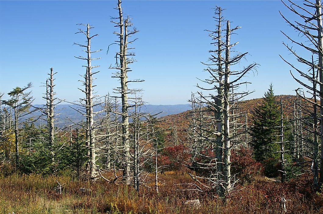 A forest damaged by acid rain.