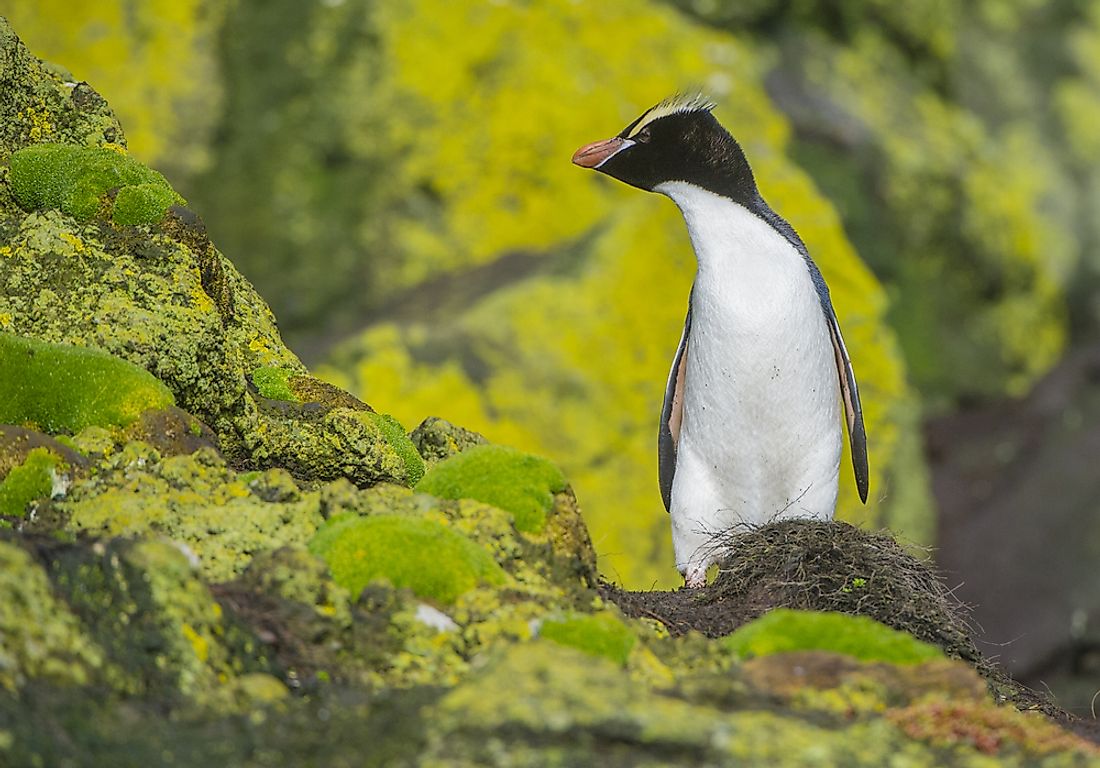 An erect-crested penguin. 