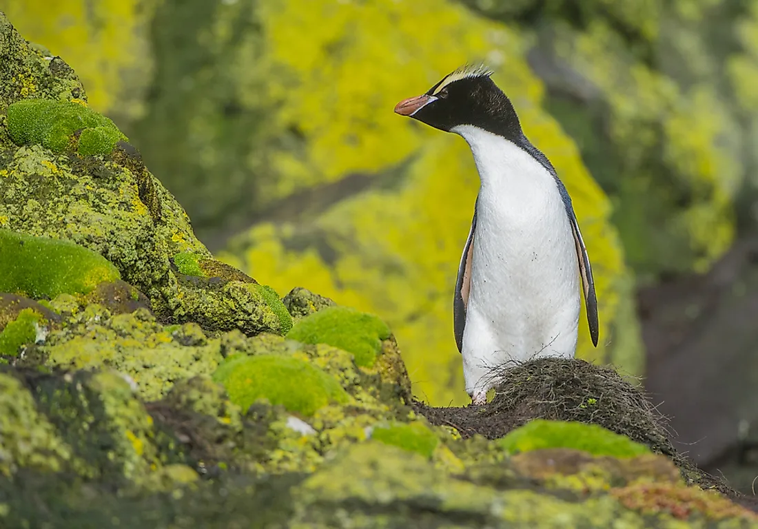 An erect-crested penguin. 