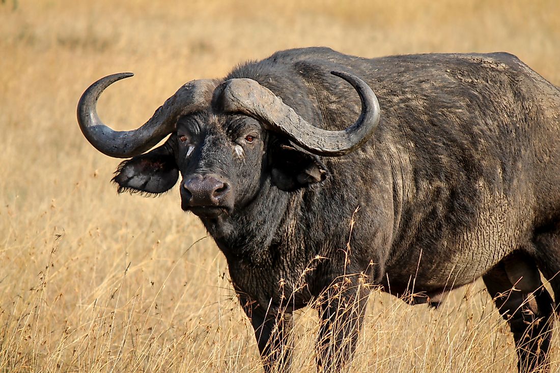 10 Iconic Animals Of South Africa - WorldAtlas