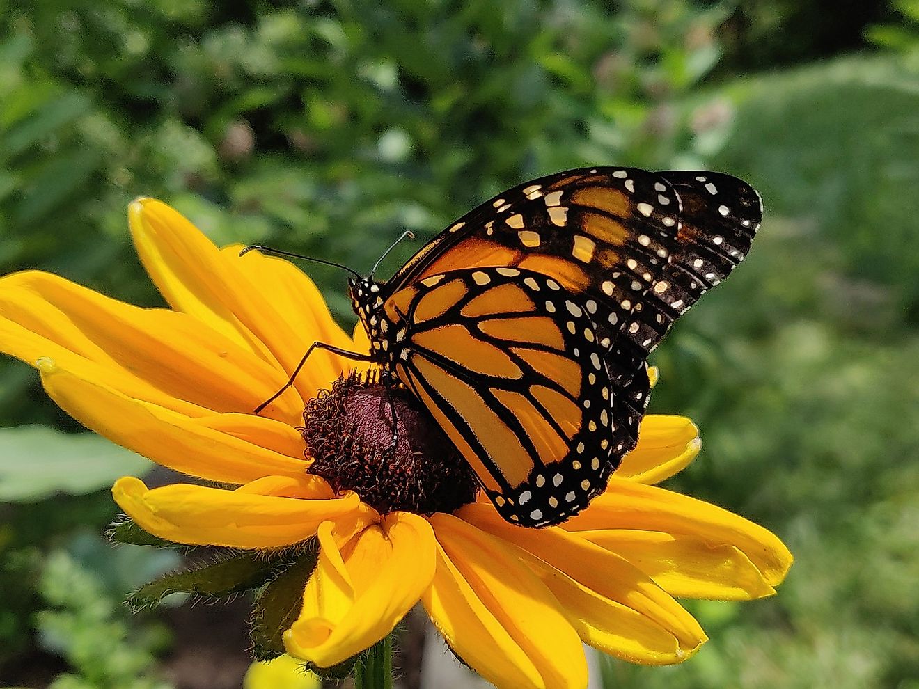 A beautiful monarch butterfly. Image credit: Stevenrumbalski/Pixabay