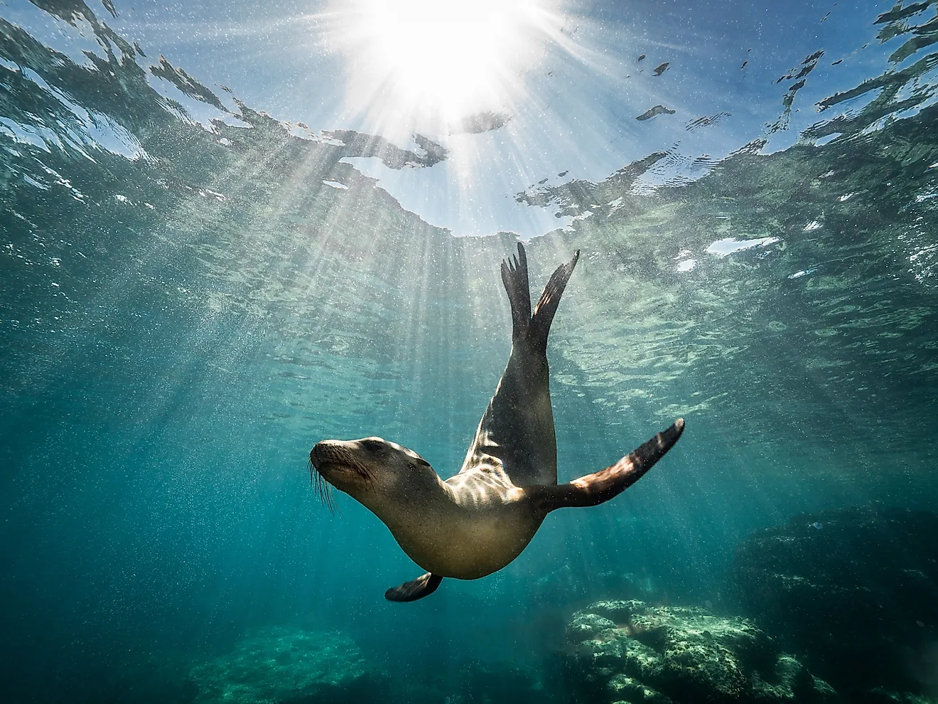 A California sea lion resting on a rock in the sunlight in Baja California.