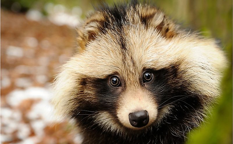 A raccoon dog in a forest.