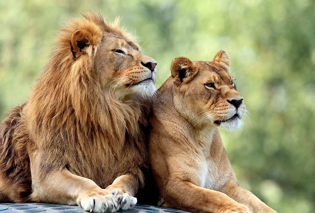 A male and female lion. 