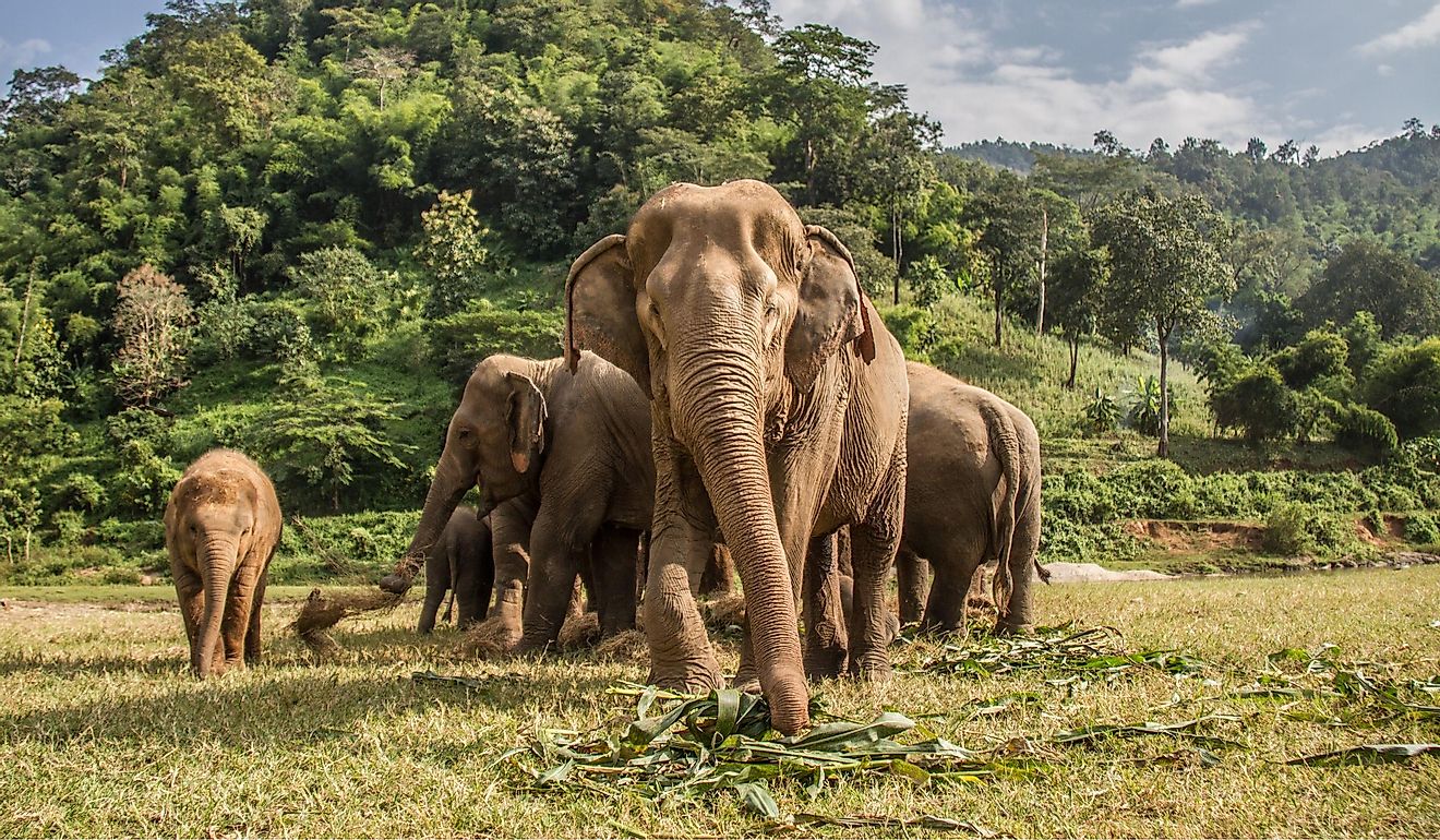 Elephants in Chiang Mai. Elephant Nature Park, Thailand.