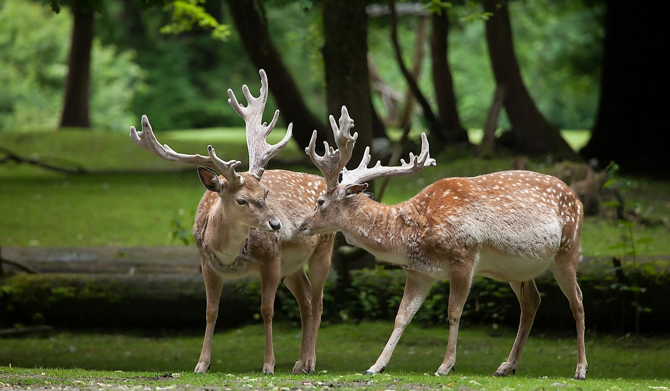 Persian fallow deer is one of the wild animals of Iraq.