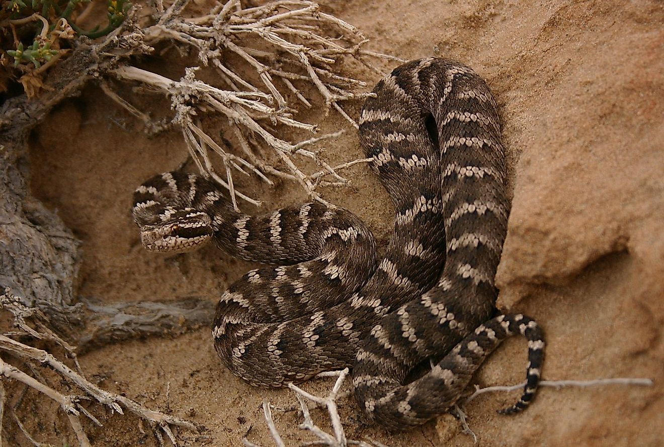 Central Asian Pitviper (Gloydius intermedius), Nemegt, Gobi Desert, Mongolia. Image credit: Nick Longrich/Wikimedia.org
