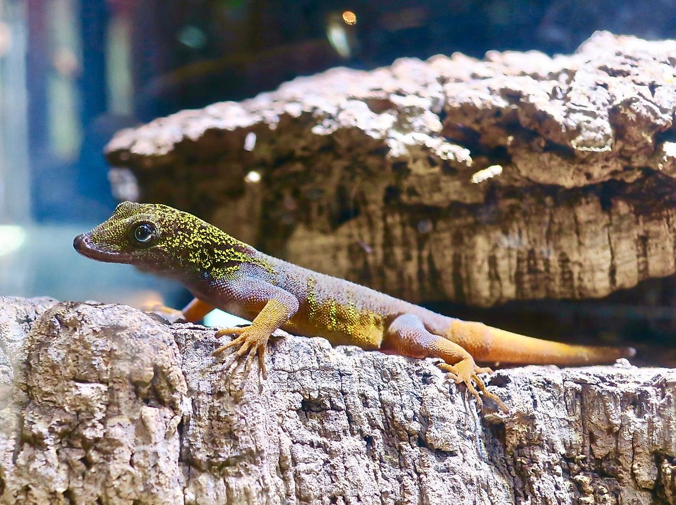 Psychedelic Rock Gecko. Image credit: www.zoochat.com