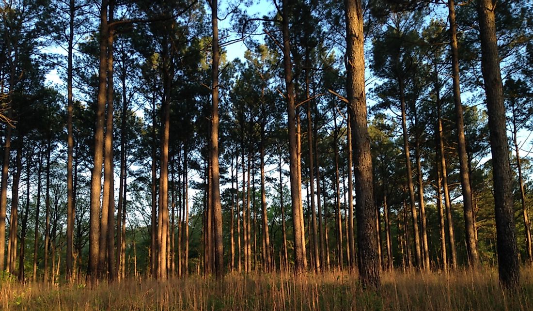 Pine trees in Mississippi's Holly Springs National Forest.