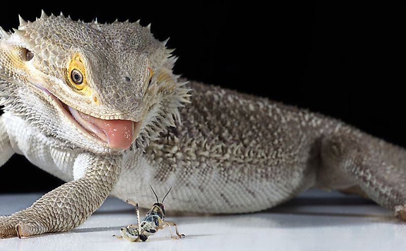 Male adult bearded dragon about to eat a locust.