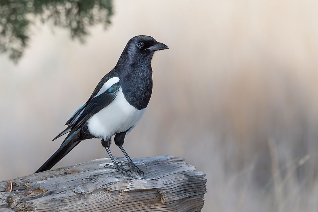 The magpie is a bird belonging to the crow family.